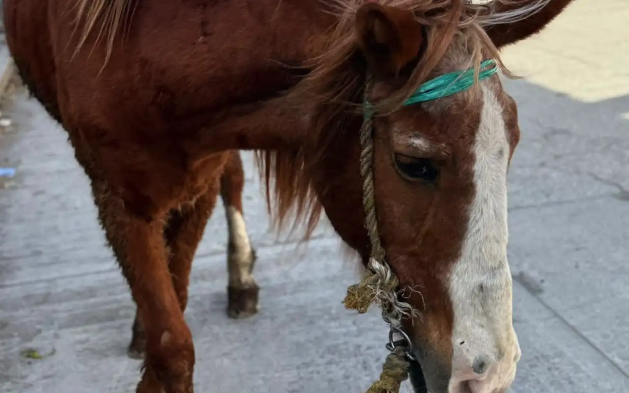 ITALIKA busca jubilar a Pancho, un caballo carretonero que transformará su vida gracias a una motocicleta