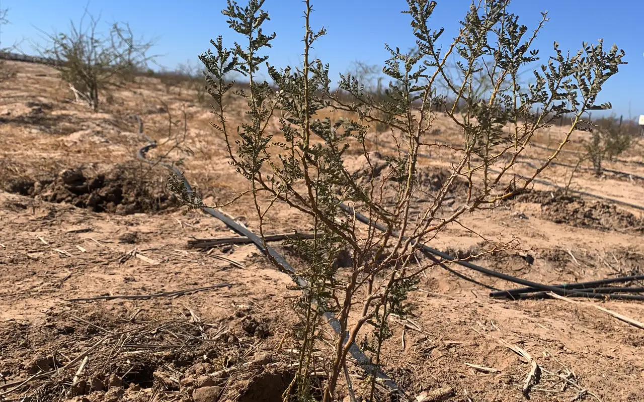 SPIC-Zuma Energía comprometida la conservación y protección del Desierto de Sonora