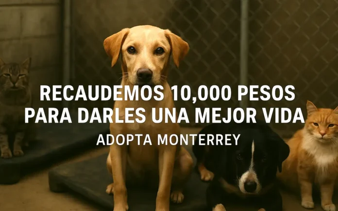 Adopta Monterrey tiene en mejor situación a sus animales refugiados gracias a colecta solidaria