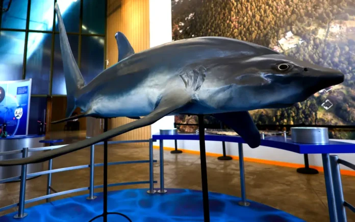 Fundación Coppel y el MHNCA llevan la exposición TIBURONES al Museo Yancuic