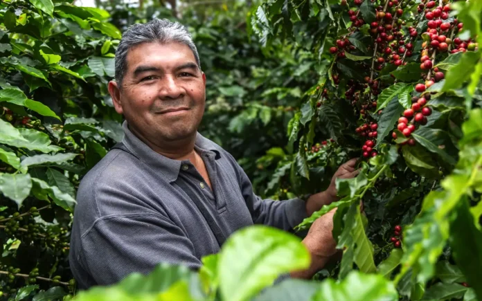 Starbucks México: 11 años transformando el campo cafetalero