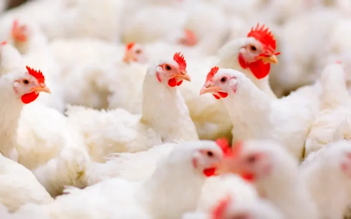 Grupo Bachoco colabora en salud animal a través de su laboratorio Pecuarius