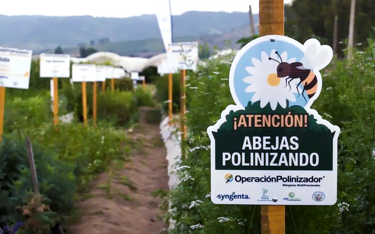 Syngenta celebra el primer aniversario de sus renovadas prioridades de Sustentabilidad