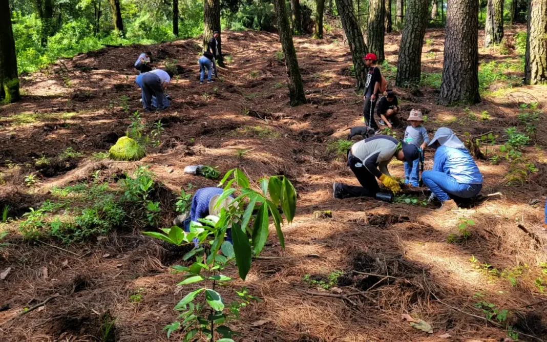 Bridgestone impulsa la reforestación del Bosque de Ahuatepec