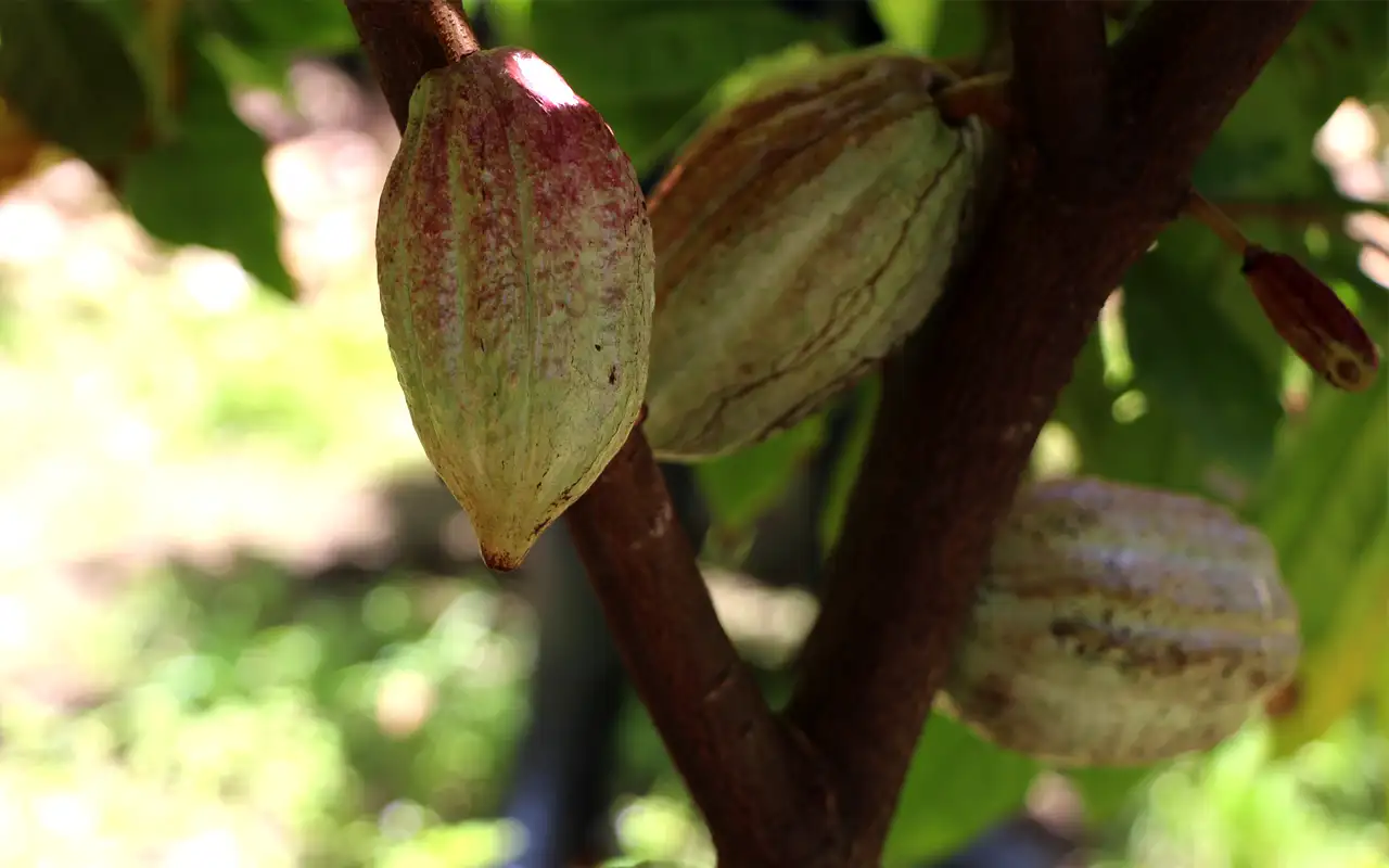 Ferrero por el Campo fomenta la agricultura responsable en Chiapas