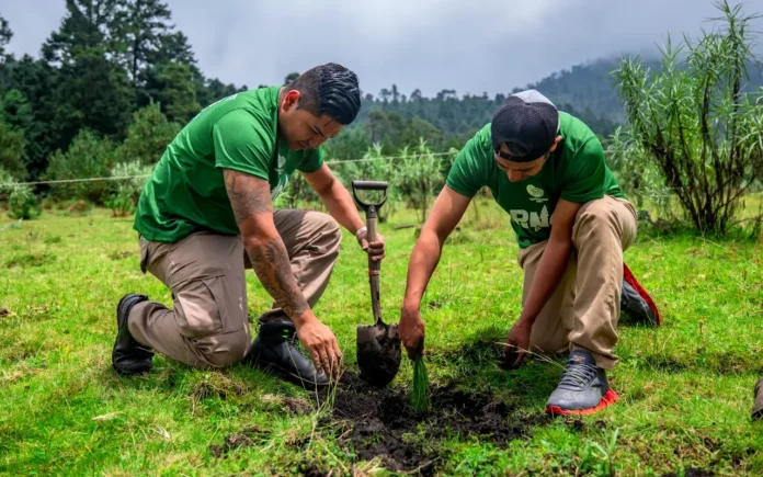 Voluntarios de Grupo AlEn reforestan 5 hectáreas con 3500 pinos