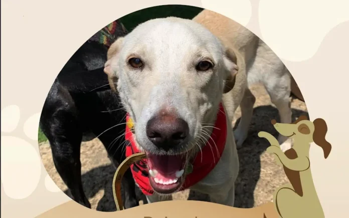 Dreame se une a refugios en apoyo a perritos y gatitos en situación de abandono