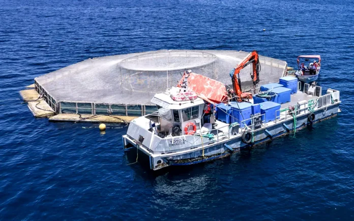 Santomar apuesta por la acuacultura regenerativa y responsable de Totoaba en mar abierto Santomar apuesta por la acuacultura regenerativa y responsable de Totoaba en mar abierto