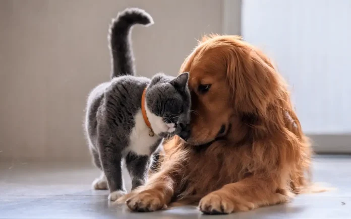 5 consejos dermatológicos para el cuidado de la piel en perros y gatos