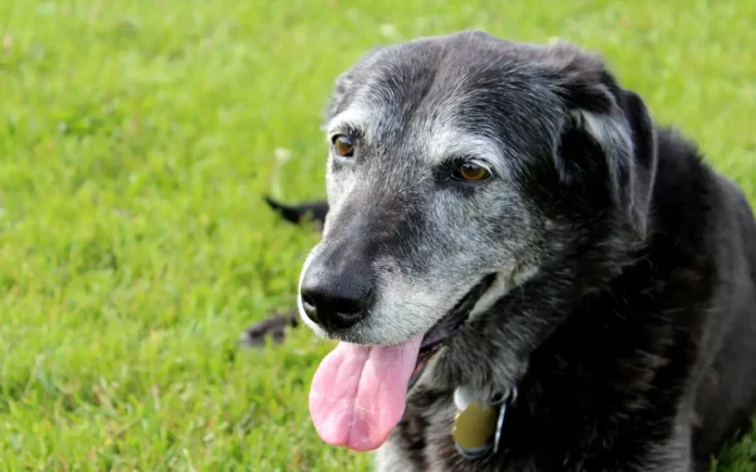 6 beneficios de adoptar a un Perro Senior para una amistad de por vida