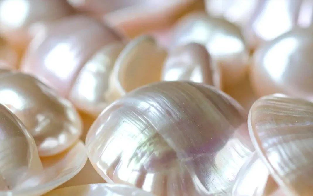 5 beneficios de la concha nácar para la piel y claves para su uso correcto