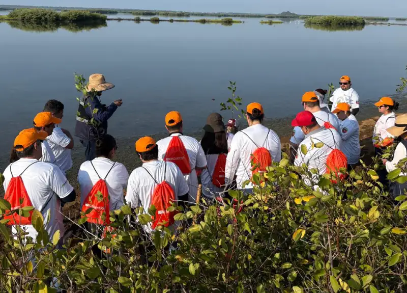 Reforestación de manglares en Colima CONTECON