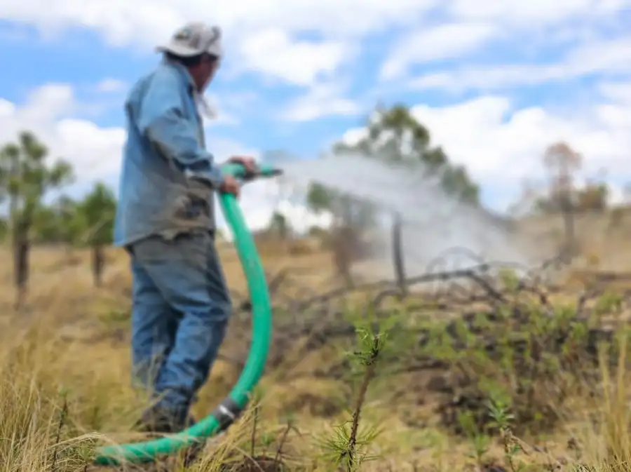 Valia Energía reforestación Cerro Tepayo supervivencia