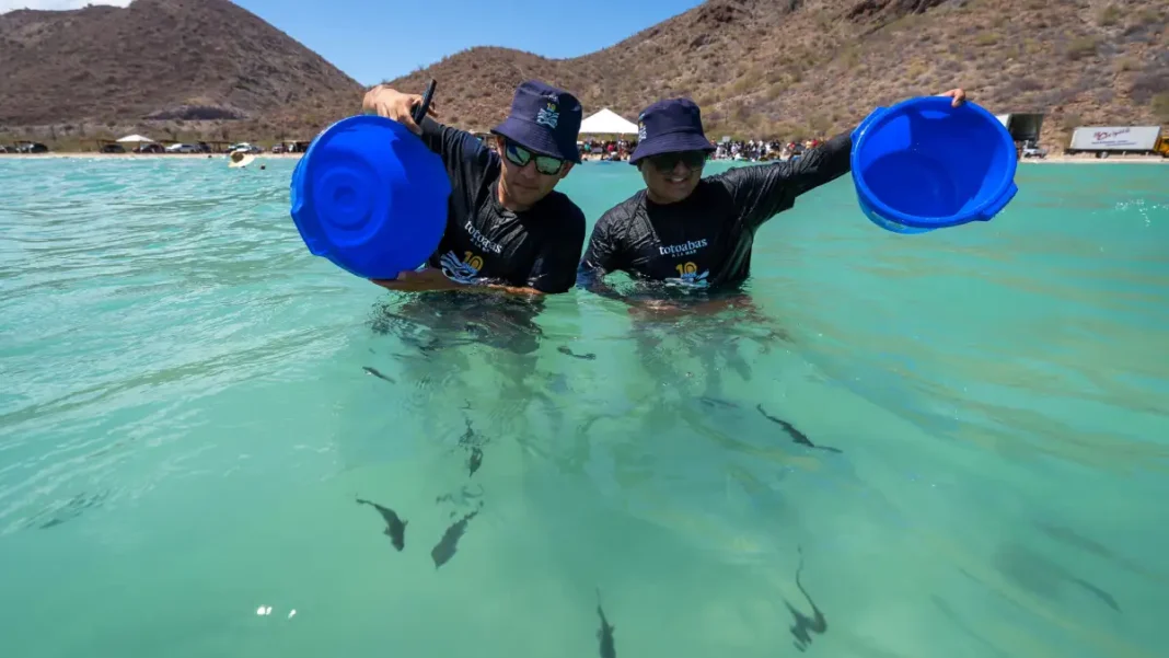 Cardumen de totoabas en ecosistema marino protegido