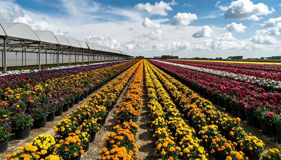 productor sector florícola Consejo Comunicación flores
