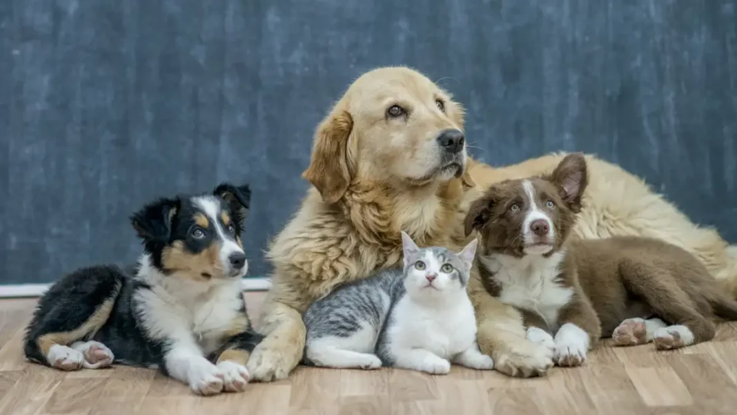 Purina Unleashed aceleradora startups pet-tech Purina Unleashed aceleradora startups pet-tech
