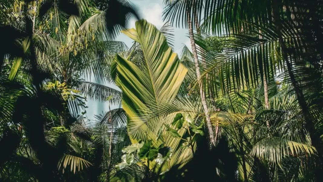 Natura bioeconomia Amazonia comunidad tecnologia Natura bioeconomia Amazonia comunidad tecnologia