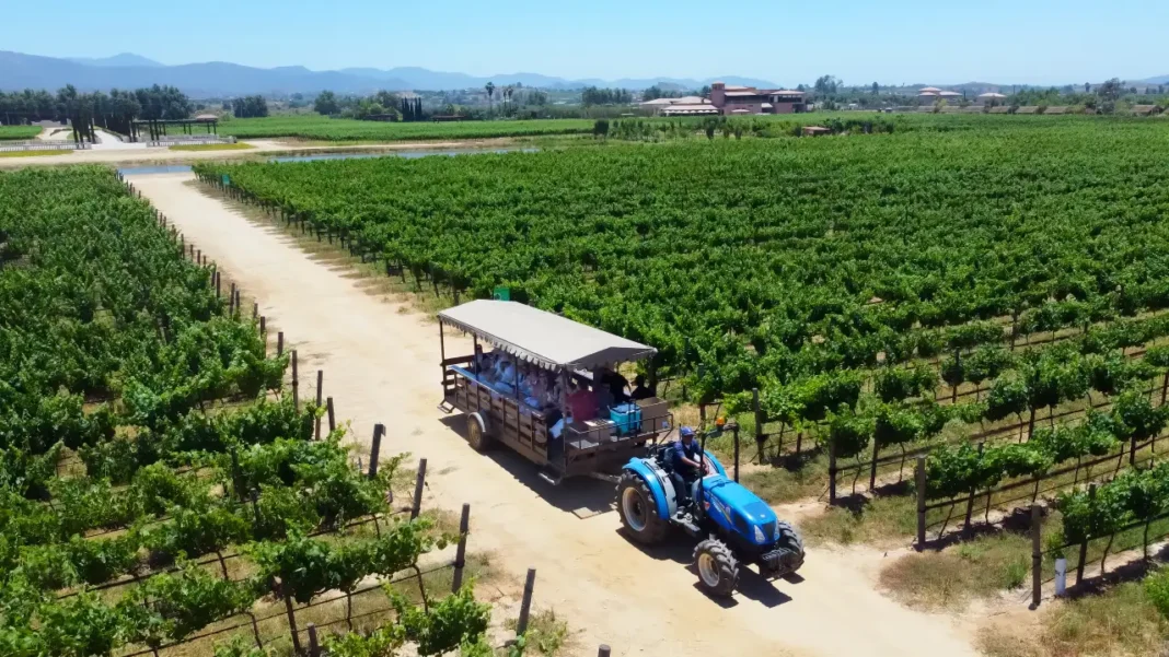 El Cielo Valle de Guadalupe Empresa B